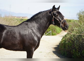 Paso Iberoamericano, Ogier, 5 lat, 152 cm, Kara