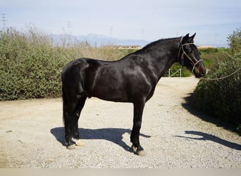 Paso Iberoamericano, Stallion, 5 years, 15 hh, Black
