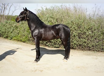 Paso Iberoamericano, Stallion, 5 years, 15 hh, Black