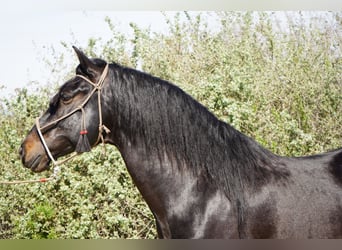 Paso Iberoamericano, Stallone, 5 Anni, 152 cm, Morello