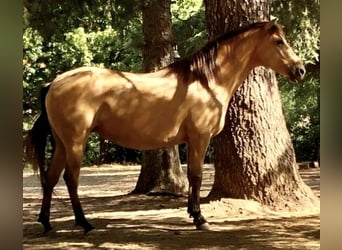 Paso Iberoamericano, Stute, 6 Jahre, 150 cm, Falbe