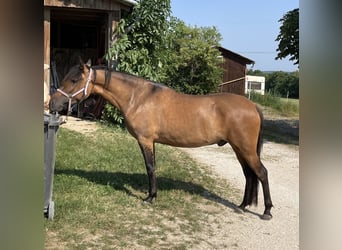 Paso Iberoamericano, Wallach, 5 Jahre, 146 cm, Falbe