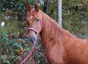 Paso Peruano, Caballo castrado, 10 años, 150 cm, Alazán