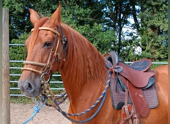 Paso Peruano, Caballo castrado, 10 años, 150 cm, Alazán