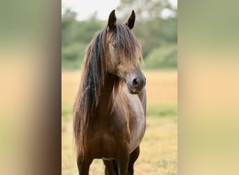Paso Peruano, Klacz, 10 lat, 147 cm, Gniada