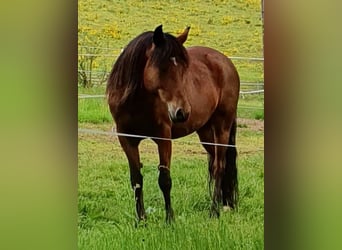 Paso Peruano Mix, Klacz, 15 lat, 143 cm, Gniada