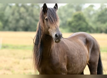 Paso Peruano, Merrie, 10 Jaar, 147 cm, Bruin