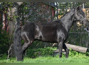 Paso Peruano Mix, Ogier, 11 lat, 150 cm, Kara