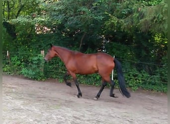 Paso Peruano, Stute, 14 Jahre, 147 cm, Brauner
