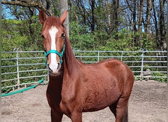 Paso Peruano Mix, Wałach, 5 lat, 150 cm, Kasztanowata