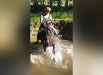 Paso Peruano Mix, Wallach, 23 Jahre, 159 cm, Brauner