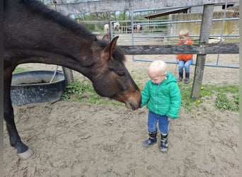Paso Peruano, Wallach, 5 Jahre, 155 cm, Dunkelbrauner