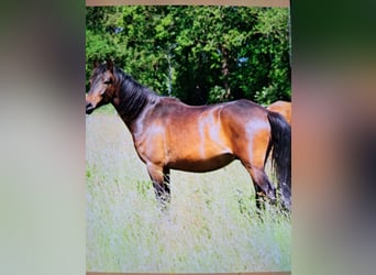 Paso Peruviano Mix, Castrone, 4 Anni, 155 cm, Baio scuro