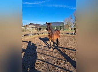 Paso Peruviano, Castrone, 5 Anni, 155 cm, Baio