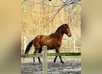 Paso Peruviano, Stallone, 2 Anni, 147 cm, Baio nero