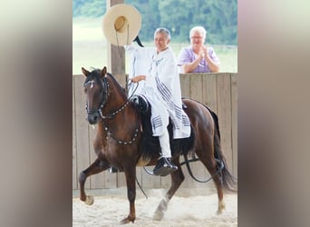 Paso péruvien, Étalon, 22 Ans, 148 cm, Alezan brûlé