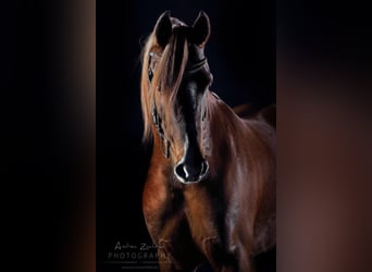 Arabian horses, Stallion, 15 years, 15.2 hh, Chestnut-Red