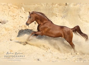 Arabian horses, Stallion, 15 years, 15.2 hh, Chestnut-Red