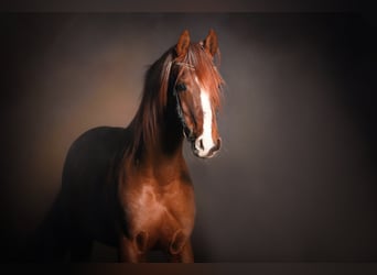 Koń czystej krwi arabskiej, Ogier, 15 lat, 159 cm, Kasztanowata