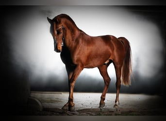 Koń czystej krwi arabskiej, Ogier, 15 lat, 159 cm, Kasztanowata