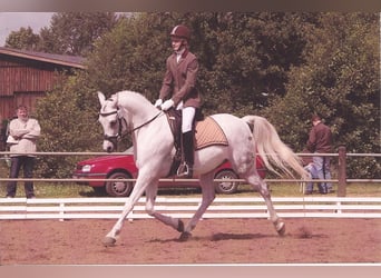 Arabian horses, Stallion, 27 years, 15.1 hh, Gray