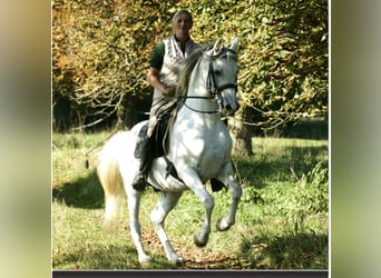 Arabian horses, Stallion, 27 years, 15,2 hh, Grey-Fleabitten
