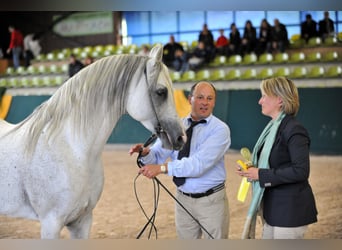 Arabian horses, Stallion, 27 years, 15,2 hh, Grey-Fleabitten