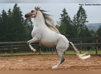 Koń czystej krwi arabskiej, Ogier, 26 lat, 158 cm, Siwa w hreczce