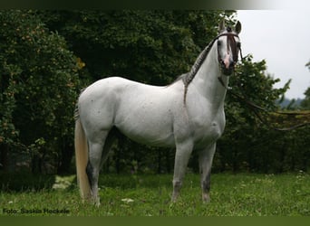 Koń czystej krwi arabskiej, Ogier, 26 lat, 158 cm, Siwa w hreczce