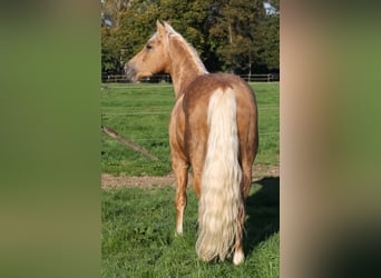 American Quarter Horse, Hengst, 13 Jaar, 152 cm, Palomino