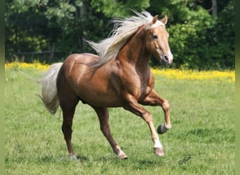 American Quarter Horse, Hengst, 12 Jahre, 152 cm, Palomino