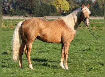 American Quarter Horse, Stallion, 13 years, 14.3 hh, Palomino