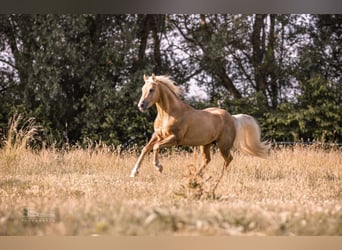 American Quarter Horse, Stallone, 15 Anni, 152 cm, Palomino
