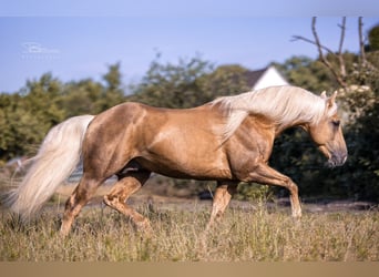 American Quarter Horse, Stallone, 15 Anni, 152 cm, Palomino