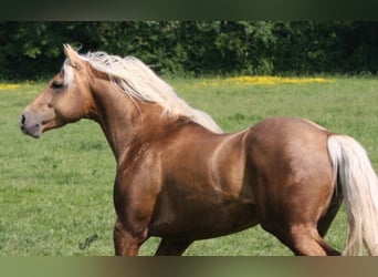 American Quarter Horse, Stallone, 15 Anni, 152 cm, Palomino