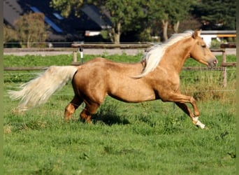 American Quarter Horse, Stallone, 15 Anni, 152 cm, Palomino