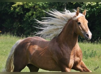 American Quarter Horse, Stallone, 15 Anni, 152 cm, Palomino