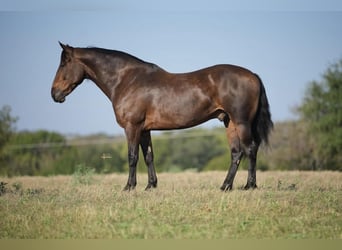 Percherón, Caballo castrado, 10 años, 157 cm, Castaño rojizo