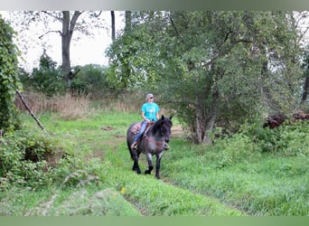 Percherón, Caballo castrado, 10 años, 160 cm, Ruano azulado