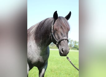 Percherón, Caballo castrado, 10 años, 160 cm, Ruano azulado