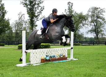 Percherón, Caballo castrado, 10 años, 160 cm, Ruano azulado