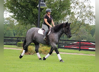 Percherón, Caballo castrado, 10 años, 160 cm, Ruano azulado