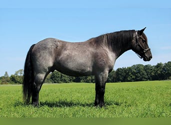 Percherón, Caballo castrado, 10 años, 160 cm, Ruano azulado