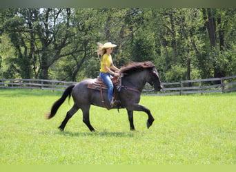 Percherón, Caballo castrado, 10 años, 160 cm, Ruano azulado