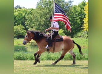 Percherón Mestizo, Caballo castrado, 10 años, 163 cm, Castaño rojizo