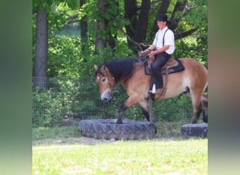 Percherón Mestizo, Caballo castrado, 10 años, 163 cm, Castaño rojizo