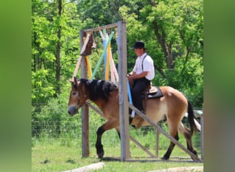 Percherón Mestizo, Caballo castrado, 10 años, 163 cm, Castaño rojizo