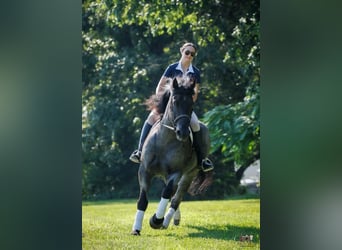 Percherón Mestizo, Caballo castrado, 10 años, 163 cm, Ruano azulado