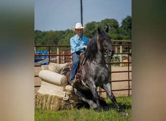 Percherón Mestizo, Caballo castrado, 10 años, 163 cm, Ruano azulado