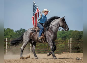 Percherón Mestizo, Caballo castrado, 10 años, 163 cm, Ruano azulado